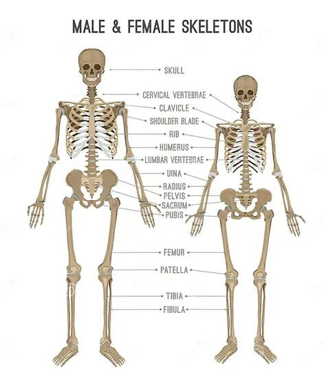 Female Anatomy Drawing, Male Skeleton, Female Skeleton, Human Skeleton Anatomy, Vinegar Benefits, Anatomy Bones, Skeleton Anatomy, Skeleton Drawings, Man Anatomy