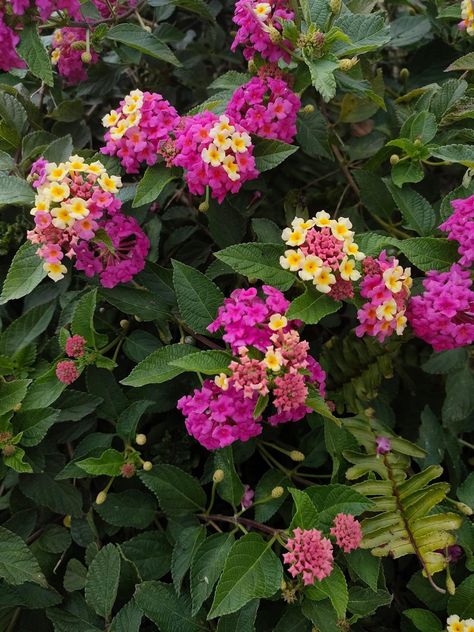 The native range of this hybrid is E. Brazil. It is a shrub and grows primarily in the seasonally dry tropical biome. The hybrid formula is L. camara subsp. aculeata × L. horrida. Common Lantana, Lantana Camara, Biome, Planting Flowers, Brazil, Science, Range, The World, Plants