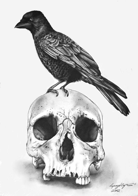 Ten Amazing Pencil Artists on Tumblr - Pencils.com Animal Skull Drawing, Gothic Drawings, Sketching Pencil, Colouring Pictures, Galleria D'arte, Crow Tattoo, Crow Skull, Skull Art Drawing, Raven Tattoo