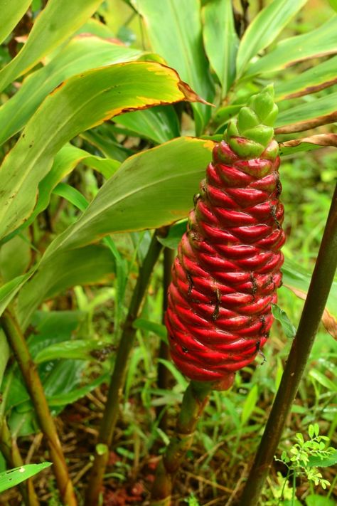 Zingiber Zerumbet, Awapuhi Shampoo, Shampoo Ginger, Self Sufficiency, Ginger Plant, Ginger Flower, Natural Hair Diy, Diy Shampoo, Lily Plants