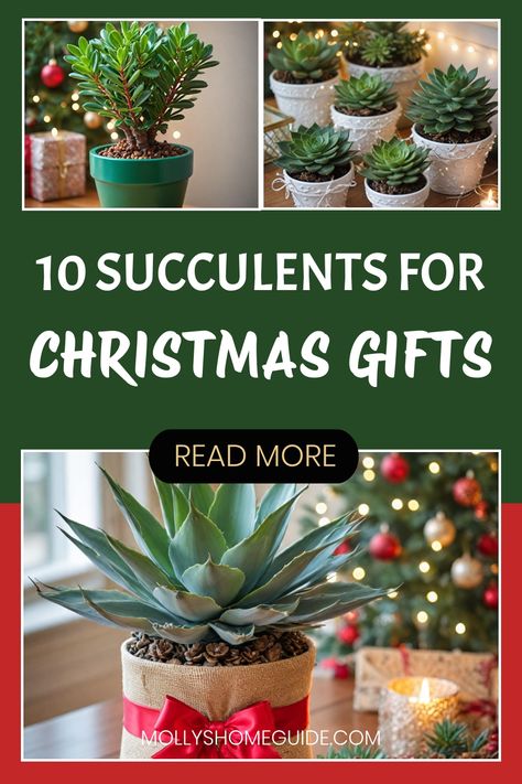 Looking for unique Christmas gift ideas? Consider succulents for Christmas gifts! Holiday succulents make perfect presents, bringing festive cheer and lasting greenery to your loved ones' homes. From Christmas succulent decorations to DIY Christmas succulent ornaments, there are endless ways to incorporate these trendy plants into your holiday decor. Go beyond traditional trees and explore the creativity of succulent Christmas trees. Get inspired with our collection of Christmas succulent ideas Plant Gift Ideas For Christmas, Plants As Christmas Gifts, Christmas Succulents Gift, Succulents Gift Ideas, Succulent Christmas Decorations, Succulent Gifts Diy, Christmas Succulent Ideas, Succulents Christmas, Succulent Decorations