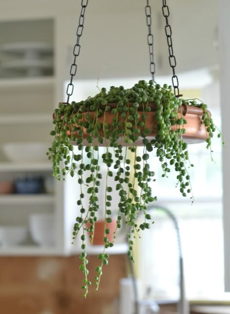 String of Peals Plant: Easy to moderate to care for and anything hanging will let the plant to beautifully cascade over the sides. Air Plants Decor, String Of Pearls Plant, نباتات منزلية, Hanging Plants Indoor, Best Indoor Plants, String Of Pearls, House Plants Indoor, Hanging Planter, Succulents Garden