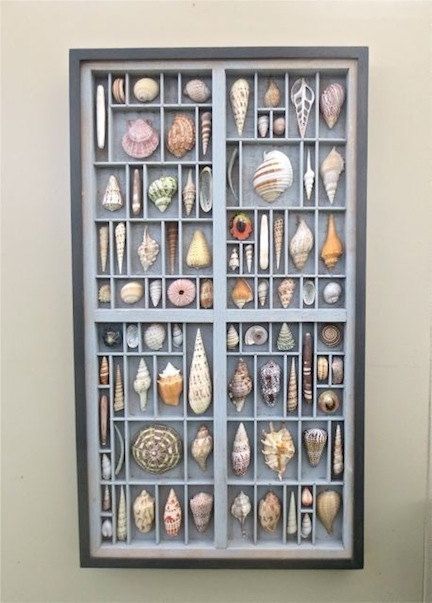 Seashell Display, Shell Display, Shell Crafts Diy, Shadow Box Art, Printers Tray, Shell Collection, She Sells Seashells, Shell Decor, Art Mixed Media