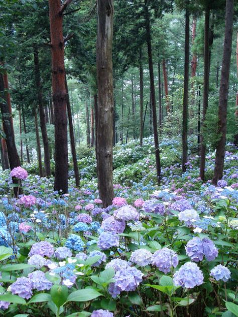 Hydrangea Garden, Landscape Designs, Have Inspiration, Flowers Garden, Shade Garden, Dream Garden, Landscaping Ideas, In The Woods, Pretty Flowers