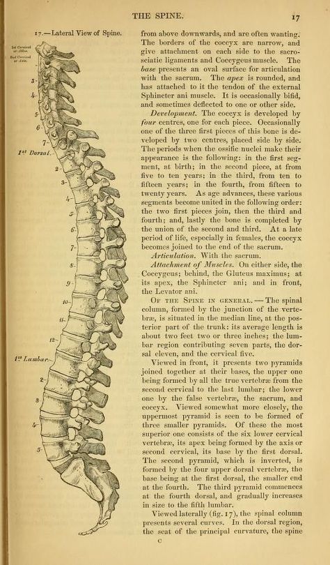 Dark Academia Anatomy Sketches, Human Anatomy Aesthetic, Anatomy Aesthetic, Human Skeleton Anatomy, Medical Posters, Nurse Aesthetic, Med School Motivation, Medical Wallpaper, Human Skeleton