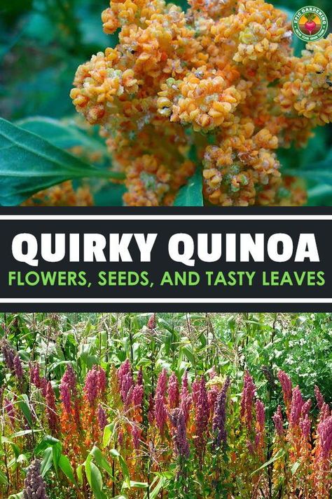 Quinoa Plant, Growing Grains, Growing Quinoa, Allotment Planning, Porch Gardening, Physic Garden, Gardening Tattoo, Epic Gardening, Gardener Aesthetic