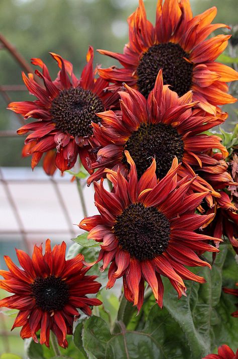 Sunflower 'Cappuccino' Sunflowers And Daisies, Container Ideas, Happy Flowers, Gardening Supplies, Autumn Garden, Beautiful Blooms, Dream Garden, Ikebana, Garden And Yard