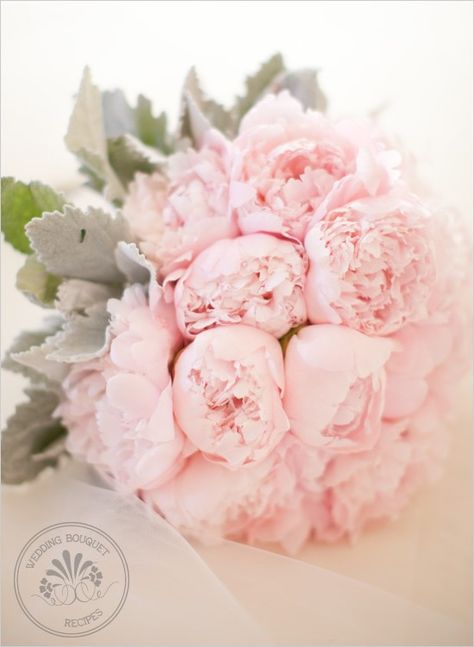 Pink Peony Wedding Bouquet with Dusty miller. Will have to replace peony for season, but I like the simplicity of the look Wallpaper Islami, Pink Peonies Bouquet, Peony Bouquet Wedding, Cover Quotes, Peony Bouquet, Flower Business, Flower Guide, Peony Wedding, Flowers Arrangements