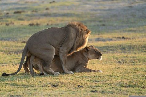 lion mating Lion Couple Wallpaper, Angry Lion Wallpaper, Lion 4k Wallpaper, Wallpaper Iphone Lion, Lion Wallpaper Aesthetic, Lions In The Wild, Wallpaper Lion, Lion Hand Tattoo, Lion Wallpaper Iphone