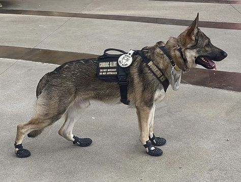 German Shepherd Service Dog, Service Dog Gear, Service Dogs Gear, Dogs Stuff, Dog Vests, Service Dog Vests, Reference Pics, Working Dog, Ehlers Danlos