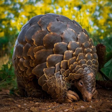 Pangolin Art, Kakapo Parrot, Wild Animals Pictures, Animals Pictures, Unusual Animals, Rare Animals, Arte Animal, Weird Animals, Animals Of The World