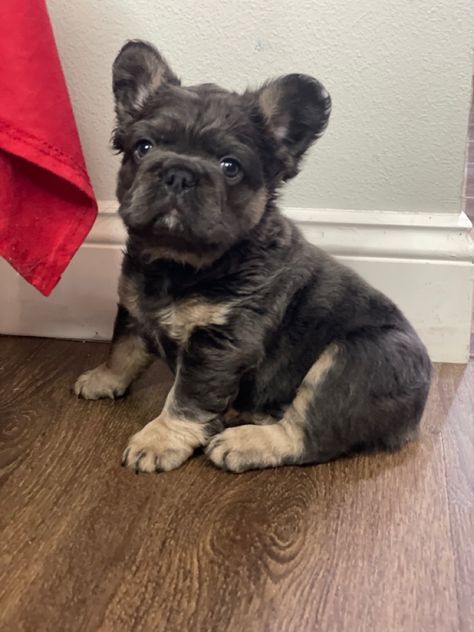 Brown Fluffy Frenchie, Fuzzy French Bulldog, Fluffy Frenchie Full Grown, Fluffy Frenchie Puppy, Fluffy French Bulldog, Fluffy Frenchie, Cute Frenchies, Cute Bulldog Puppies, Cute Small Dogs