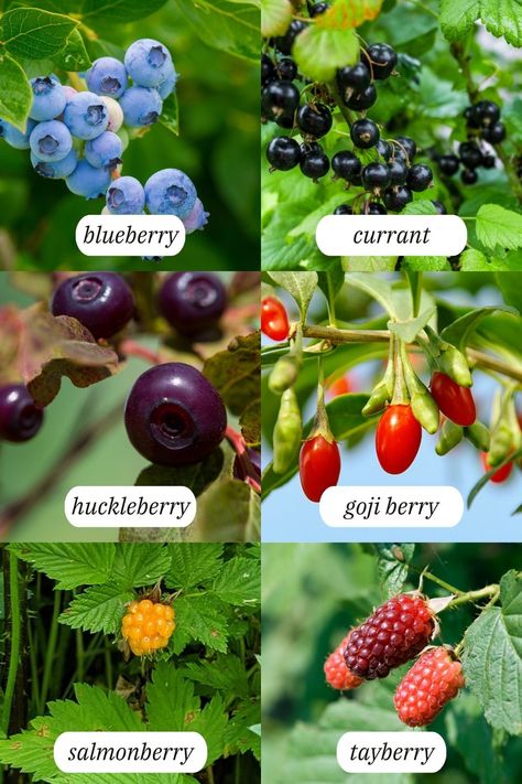 full list of berries to plant in the garden Perennial Food Plants, Berry Plants Garden, Berry Garden Layout, Blueberry Plants Gardening, Types Of Berries Fruit, Perennial Edible Plants, Zone 7 Food Forest, Permaculture Berries, Herbs To Plant