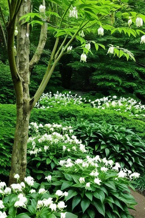 12 Best Perennial Plants For Shade Flowers For Shaded Areas, Part Shade Flowers, Plants For Shade, Fern Images, Lily Images, Shady Garden, Landscaping Around Trees, Japanese Forest, Woodland Plants