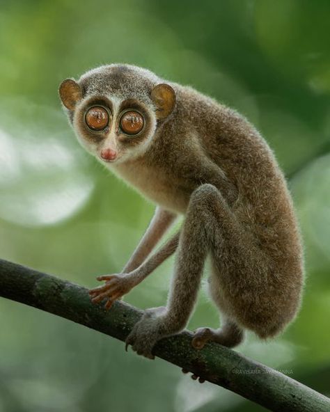 Ravisara Jayamanna on Instagram: "The red slender loris (Loris tardigradus) is a small, nocturnal strepsirrhine primate native to the rainforests of Sri Lanka. Red slender lorises are nocturnal and arboreal. When not feeding, they are quite sociable, forming small groups where the members groom each other, sleep and play in the same area.

#wildlife #nature #wildlifephotography #naturephotography #animals #photography #wild #earthfocus #discovery #earthcapture #photooftheday #picoftheday #morning #srilankan #nikonasia #mynikkor #natgeo #srilanka #yourshotphotographer #srilankanwildlife #natgeoyourshot #bbcearth #nikonasia #srilankanwildlifetours #redslenderloris #wildlifetours #wildlifephotographer" Slender Loris, Slow Loris, Unusual Pictures, Nocturnal Animals, Curious Creatures, Cuddly Animals, Types Of Animals, Web Server, Animal Sketches