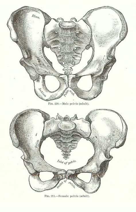 Female Pelvis, Pelvis Anatomy, Medical Drawings, Anatomy Bones, Skeleton Anatomy, Skeleton Drawings, Human Anatomy Drawing, Human Figure Drawing, Human Anatomy Art