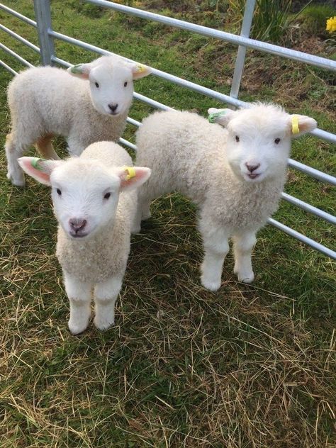 Cute Lamb, Baby Sheep, Sheep And Lamb, Cute Sheep, Baby Goats, Cute Animals Images, Cute Creatures, Zoo Animals, Narnia