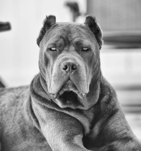 Gray Cane Corso, Cane Corso Italian Mastiff, Italian Mastiff, Cane Corso Dog, Corso Dog, Gangsta Style, Mastiff Dogs, Chameleons, Dog Ideas