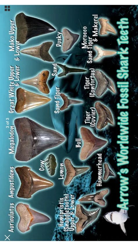 Shark Tooth Identification Chart, Shark Tooth Display, Shark Megalodon, Florida Fossils, Shark Teeth Crafts, Tiny Baby Animals, Shark Week Party, Sharks Teeth, Shark Facts