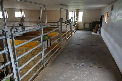 Temporary Horse Stalls, Cow Barn Ideas, Barn Shed Ideas, Simple Horse Barns, Horse Stall Ideas, Show Cattle Barn, Cattle Gate, Steel Fencing, Cow Barn