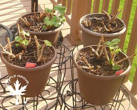 Wintering Geraniums, Winterizing Plants, Geraniums Indoors, Overwintering Geraniums, Chickens For Beginners, Growing Geraniums, Potted Geraniums, Fall Gardening, Bucket Gardening