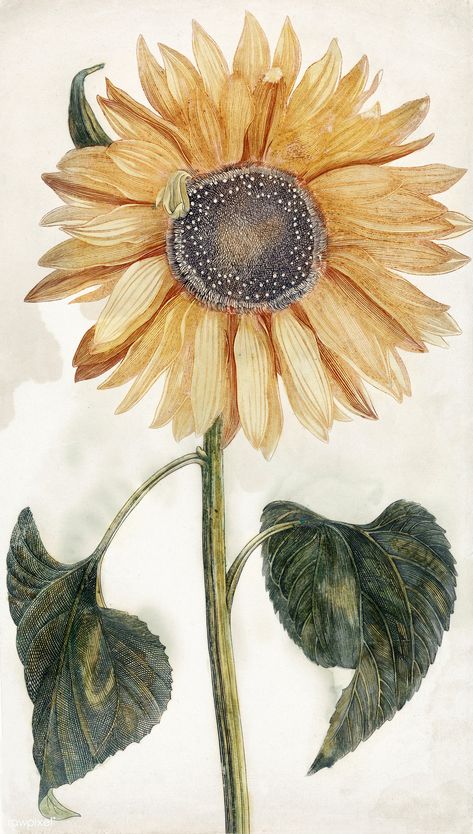 Sunflower (1688-1698) by Johan Teyler (1648-1709). Original from the Rijks Museum. Digitally enhanced by rawpixel. | free image by rawpixel.com Sunflower Illustration, Sunflower Images, Sunflower Drawing, Sunflower Clipart, Free Illustration Images, Illustration Botanique, Sunflower Png, Sunflower Wallpaper, Sunflower Painting