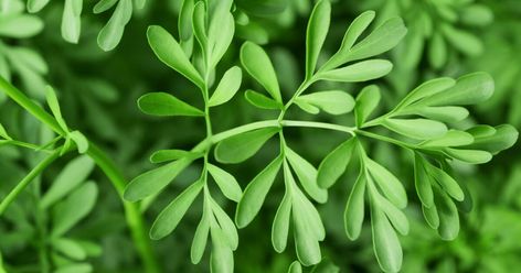 The Magical Uses of the Rue Plant | Protection, Luck, Money Rue Plant, Herbs For Protection, Rose Companion Plants, Ruta Graveolens, Small Shrubs, Perennial Herbs, Plant Protection, Insect Repellent, Oil Plant