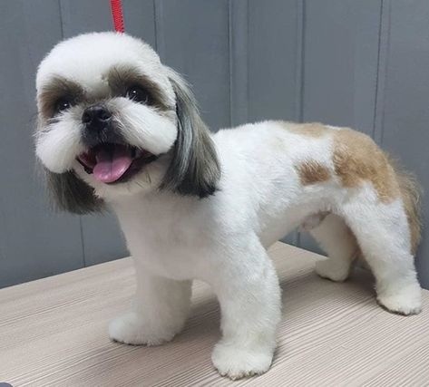 Top 10 Popular Shih Tzu Haircuts (30+ Pictures) | Page 2 of 10 | The Paws Short Shih Tzu Haircuts Teddy Bears, Short Hair Shih Tzu, Summer Cut Shih Tzu, Shitzu Summer Haircut, Male Shih Tzu Grooming Styles, Shih Tzu Teddy Bear Haircut, Shih Tzu Haircuts Grooming, Corte Shitzu, Shitzu Haircuts