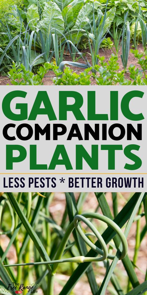 Garlic Planting How To Grow, What To Plant With Garlic, How To Grow Garlic, Companion Herbs Planting, Companion Plants For Vegetable Garden, Garlic Drying, Companion Plants For Garlic, Garlic Farming, Garlic Companion Plants