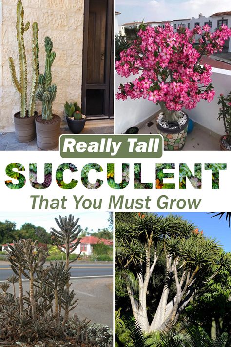 Cactus Facts, Tall Succulents, African Milk Tree, Tall Cactus, Succulent Landscaping, Blooming Cactus, Small Shrubs, Agave Plant, Growing Succulents