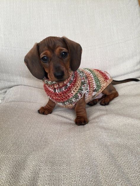 Baby Sausage Dogs, Dog In Sweater, Sausage Dog Puppy, Crochet Dog Sweater, Weiners, Dog Jumpers, Sausage Dogs, Wiener Dogs, Weenie Dogs