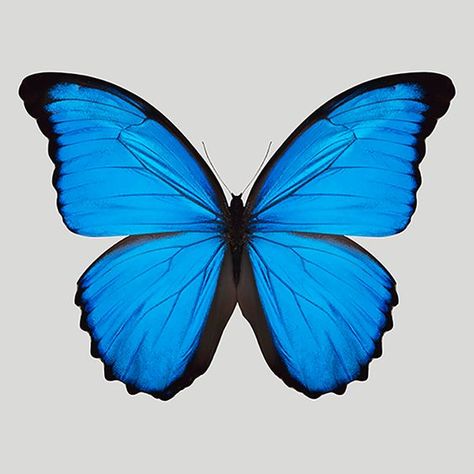 Morpho Azul, Blue Butterfly Wallpaper, Zestaw Ikon, Blue Morpho Butterfly, Morpho Butterfly, Blue Morpho, Butterfly Photos, Makeup Eyes, Butterfly Drawing