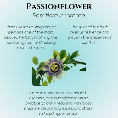 💜 Our lovely #herboftheweek is none other than Passionflower! This gorgeous bloom has been a wonderful plant ally to so many. 😴 Also known as Maypop, it’s commonly used as a sleep aid due to its calming and sedative effect on the nervine system. We use Passionflower in our Chillax Oxymel which has quickly become our favorite nightcap! 😊 🙏🏽 Spiritually this plant reminds us to have grace throughout difficult times, lending us a some of that energy, and has been known to aid in building on... Passionflower Tea Benefits, Passionflower Benefits Herbs, Passionflower Tincture, Passion Flower Benefits, Passion Flower Tea, Herbal Healing, Tea Benefits, Sleep Aid, Difficult Times