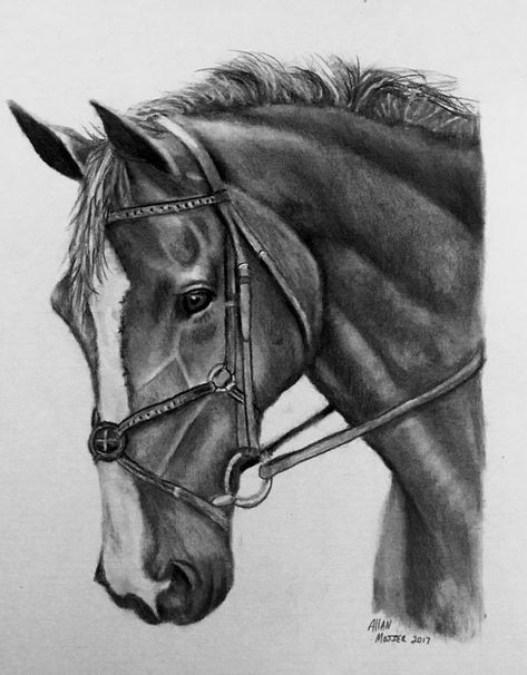 Horse Face Drawing, Equine Art Pencil Drawings, Horse Head Drawing, Realistic Animal Drawings, Horse Art Drawing, Pencil Drawing Images, Pencil Drawings Of Animals, Horse Sketch, Realistic Pencil Drawings