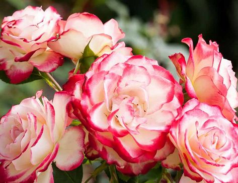 When To Prune Roses, Hybrid Tea Roses Care, Double Delight Rose, Rose Companion Plants, Rosa China, Pruning Roses, Floribunda Roses, Hybrid Tea Rose, Rose Care