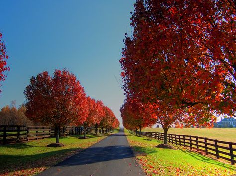 Bradford Lane  Actually, this is a private driveway lined with the autumn color of Bradford Pear trees. Taken on a back road in the Blue R... Farm Gates Entrance, Lined Driveway, Bradford Pear Tree, Farm Landscaping, Driveway Entrance Landscaping, Princess Paris, Long Driveway, Farm Entrance, Tattoo Travel