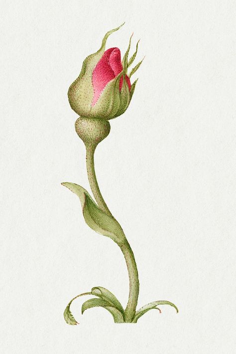 Rose Bud Illustration, Rose Buds Drawing, Flower Bud Drawing, Rose Bud Drawing, Bud Illustration, Red Rose Drawing, Bud Flower, Fall Drawings, Funky Tattoos