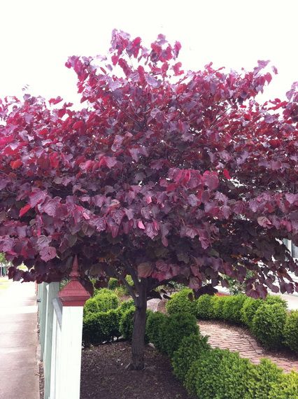 Forest Pansy, Small Ornamental Trees, Cercis Canadensis, Eastern Redbud, Redbud Tree, Specimen Trees, Garden Shrubs, Ornamental Trees, Deciduous Trees