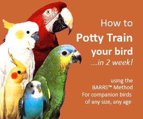 Homemade Bird Toys, Cockatiel Care, Conure Bird, Parrot Training, Diy Bird Toys, How To Potty Train, Pet Bird Cage, Conure Parrots, Parrot Pet