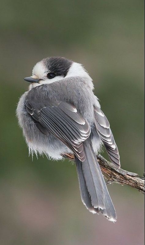 Gray Jay, Fat Bird, Kinds Of Birds, Bird Pictures, Pretty Birds, Bird Photo, Colorful Birds, For The Birds, Cute Birds