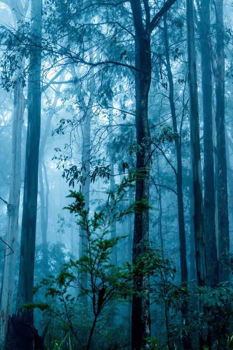 Beautiful Misty Blue Forest Misty Weather, Misty Woods, Foggy Forest, Image Nature, Mystical Forest, Misty Forest, Blue Forest, Tree Forest, Magical Forest