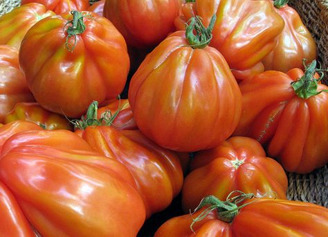 Heirloom tomatoes Growing Organic Tomatoes, Growing Organic Vegetables, Tomato Farming, Growing Basil, Organic Mulch, Heirloom Tomato, Organic Tomatoes, Red Tomato, Tomato Garden