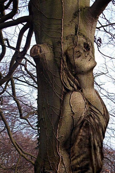 Weird Trees, Tree People, Tree Faces, Tree Carving, Carving Art, Earth Art, Unique Trees, Tree Sculpture, Wood Carving Art