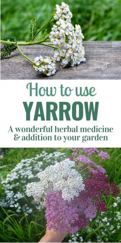 Yarrow Uses, Medicinal Herbs Garden, Edible Wild Plants, Magia Das Ervas, Eco Friendly Garden, Healing Plants, Wild Edibles, Edible Plants, Healing Herbs