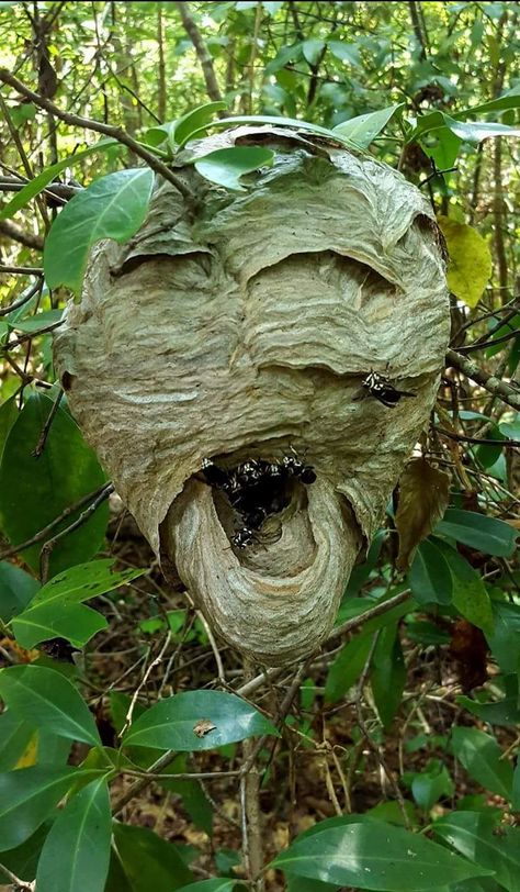 WDAM 7 on Twitter: "Hornet's nest resembling screaming face found in MS woman's yard https://t.co/xK7ctiKA6V https://t.co/JRRxDcNBdW" / Twitter Screaming Face, Hornets Nest, Pets Funny, Hornet, Interesting Stuff, Bugs, Lion Sculpture, Yard, Canning