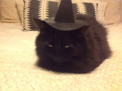 SHEZ A LOAF WITH A WITCH HAT Black Cat Witch Hat, Cat With Witch Hat, Black Cat Costumes, Witch Cosplay, Cat Costumes, Cat Aesthetic, Halloween Fashion, Orange Cat, Witch Hat