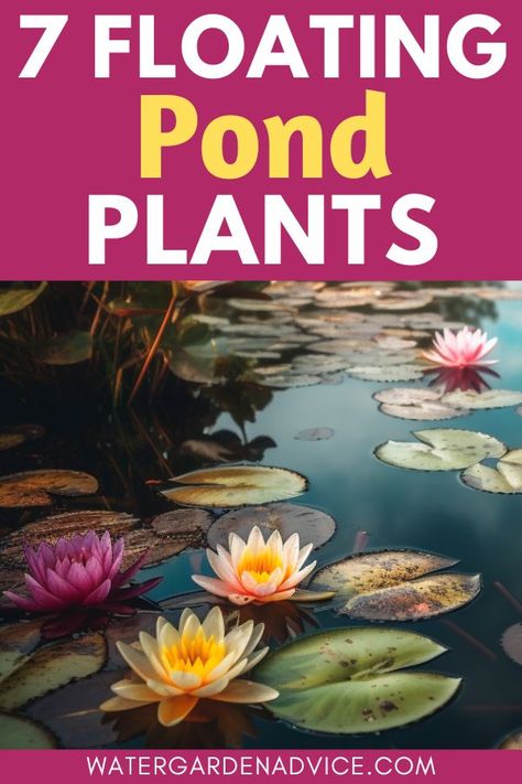 floating pond plants Koi Pond Plants, Easy Pond Plants, Small Pond In Flower Bed, Water Plants For Ponds, Plants For Ponds, Outdoor Fish Ponds, Growing Lilies, Floating Pond Plants, Spiritual Garden