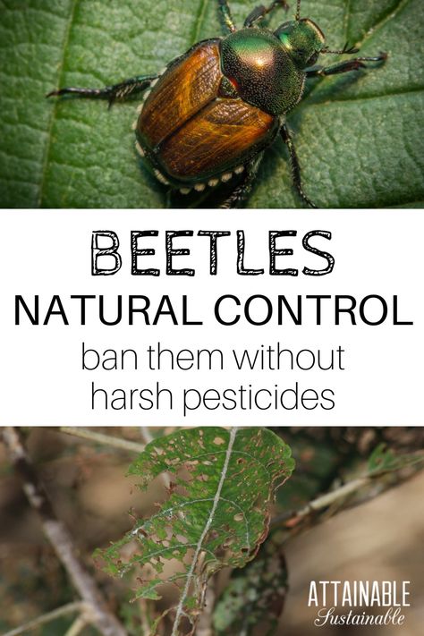 Natural pest control: Chinese rose beetles and the Japanese beetle can wreak havoc in a hurry. Here's one way to eliminate them from your garden. Killing Japanese Beetles, Japanese Beetle, Slugs In Garden, Organic Insecticide, Garden Prepping, Organic Pesticide, Garden Bugs, Japanese Beetles, Garden Insects