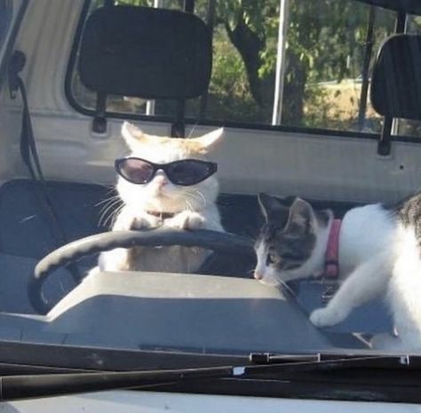 Two Cats, A Cat, The Back, Sunglasses, Funny