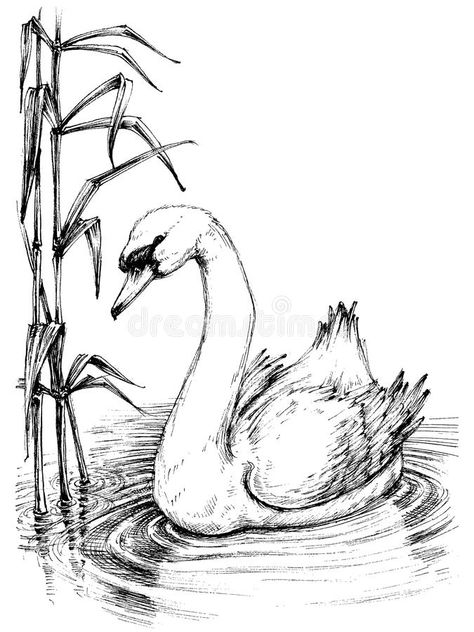 Swan sketch royalty free illustration Lake Sketch, Swan On Lake, Swan Drawing, Swan Painting, Abstract Pencil Drawings, Swans Art, Animal Drawings Sketches, Nature Sketch, Karakter Disney